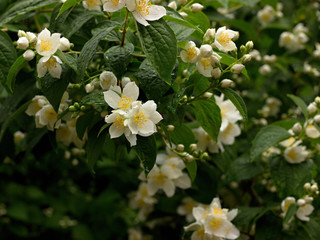 Photo of the Jasmine Flower Blossom in Summertime