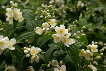Obraz na płótnie Canvas Photo of the Jasmine Flower Blossom in Summertime