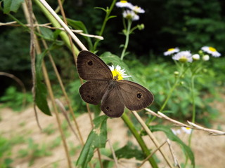Obraz premium ヒメウラナミジャノメ grayling,butterfly