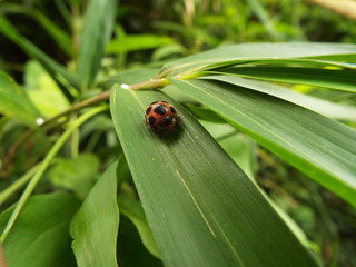 トホシテントウ ladybug (10star)