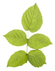 Fototapeta na wymiar raspberries green leaf