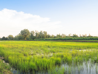 Fototapeta premium Landscape of agriculture farm green rice and sky
