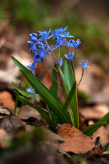 Background of blooming spring flowers Scilla. Scilla flowers on forest ground.