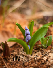 Background of blooming spring flowers Scilla. Scilla flowers on forest ground.