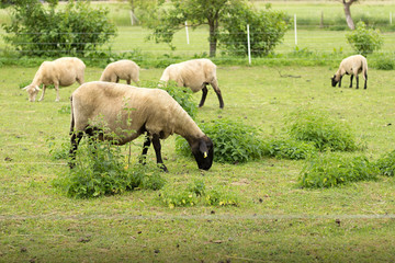 Naklejka na ściany i meble sheep grazing in the meadow