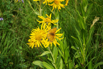 Fritillary Butterfly