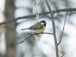 Great tit, Parus Major, close-up portrait on branch with bokeh background, selective focus, shallow DOF