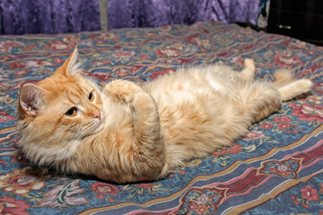 Cute ginger cat lying on bed