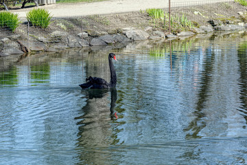 Black swan swimming in the pond