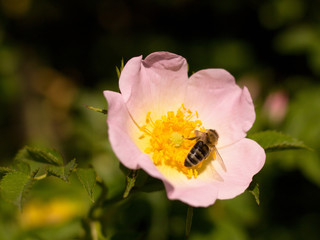 wild rose blooming in the garden