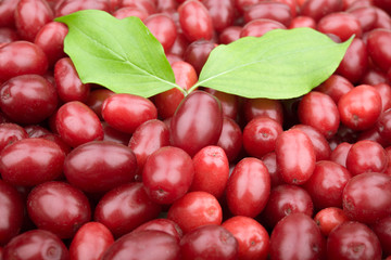 dogwood background