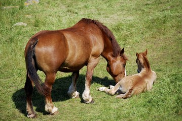 Fototapeta premium koń i dziecko