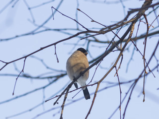 Brown Female of Eurasian Bullfinch, Pyrrhula pyrrhula, close-up portrait on branch with bokeh background, selective focus, shallow DOF
