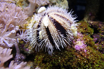 Collector sea urchins. Decorated with stones and seashells. Hidden among the coral.