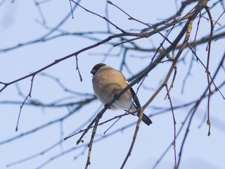 Brown Female of Eurasian Bullfinch, Pyrrhula pyrrhula, close-up portrait on branch with bokeh background, selective focus, shallow DOF