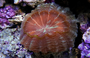 Scolymia coral. Donut Coral. Hard coral. Large polyp.