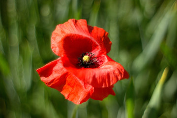 Fototapeta premium czerwony mak na łące