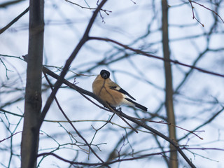 Brown Female of Eurasian Bullfinch, Pyrrhula pyrrhula, close-up portrait on branch with bokeh background, selective focus, shallow DOF