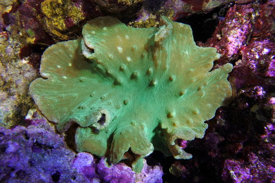 Sinularia dura ultra green. Soft coral.