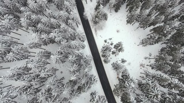 Aerial view of a wintery forest