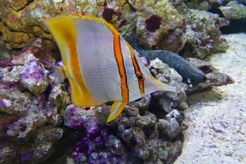 Fototapeta na wymiar Butterfly fish tweezers (Chelmon rostratus) swims on coral background