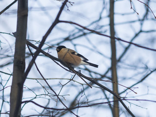 Brown Female of Eurasian Bullfinch, Pyrrhula pyrrhula, close-up portrait on branch with bokeh background, selective focus, shallow DOF