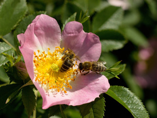 wild rose blooming in the garden