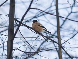 Brown Female of Eurasian Bullfinch, Pyrrhula pyrrhula, close-up portrait on branch with bokeh background, selective focus, shallow DOF