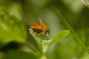 orange butterfly sitting on a plant
