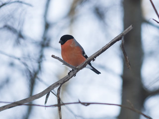 Red-colored Male of Eurasian Bullfinch, Pyrrhula pyrrhula, close-up portrait on branch with bokeh background, selective focus, shallow DOF