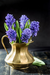 First spring flower - blue hyacinth in brass vase