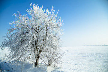 Obraz na płótnie Canvas Winter trees on the frozen branches 