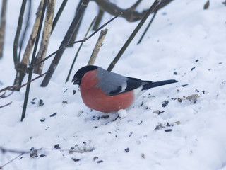 Red-colored Male of Eurasian Bullfinch, Pyrrhula pyrrhula, close-up portrait on snow, selective focus, shallow DOF