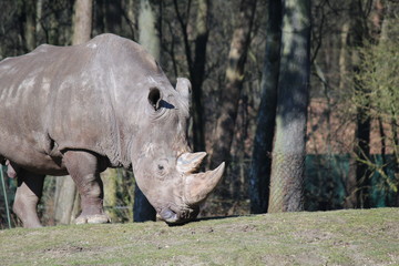 Naklejka premium Rhino