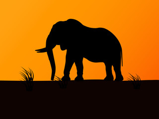 Fototapeta na wymiar Vector silhouette elephant on background sunset