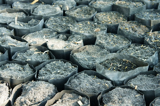 Nursery bags with Soil for seedlings