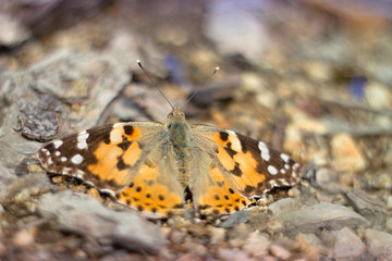 orange butterfly sitting on the ground