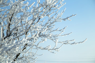 Winter trees on the frozen branches 