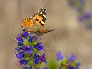 Fototapeta na wymiar butterfly sitting on a blue flower