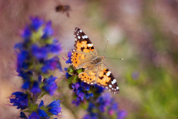 butterfly sitting on a blue flower