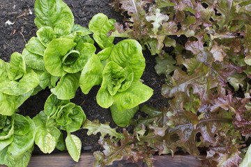 Lettuce  greens growing in garden