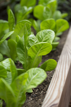 Lettuce plants in garden