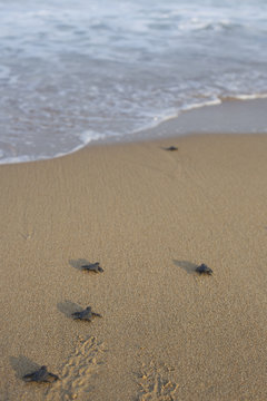 Baby turtles on beach