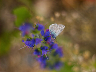 butterfly sitting on a blue flower