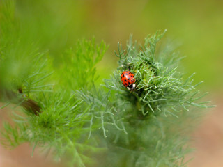 Asian ladybug on a green leaf