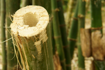 Closeup of Bamboo is cut