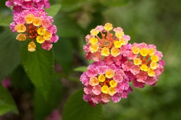 Lantana montevidensis blooming in the garden