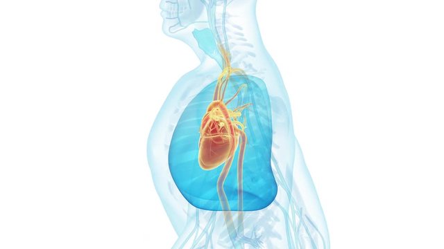 Beating heart of the walking human slow motion looped animated on white background 4K video.