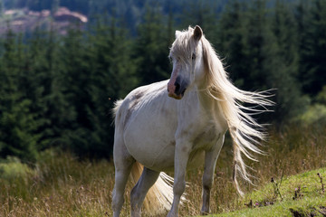 Obraz na płótnie Canvas Horse at Brecon Beacon National Parc