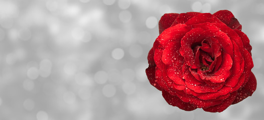 Muttertag Valentinstag Rosenhintergrund mit Tautropfen